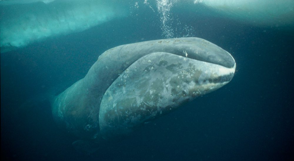 Ballena boreal