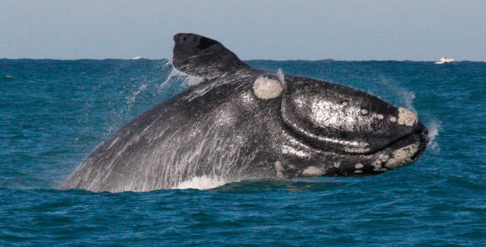 Ballena franca austral