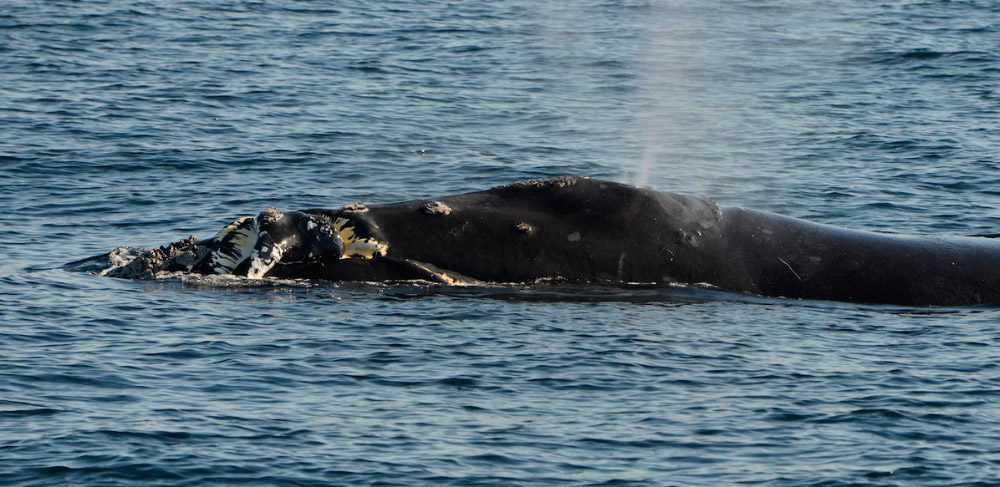 Ballena franca del pacífico norte
