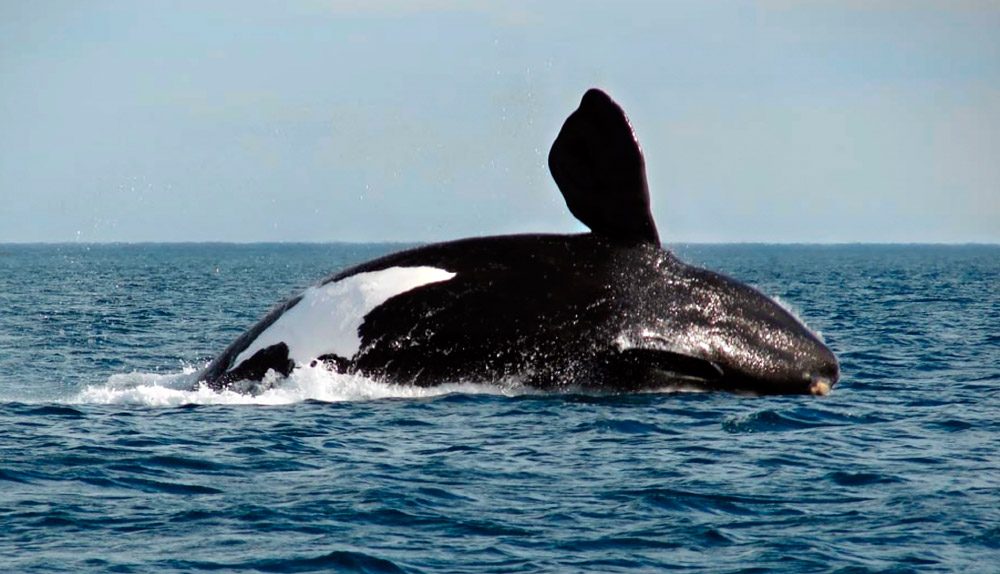 Ballena franca, top ballenas más grandes del mundo