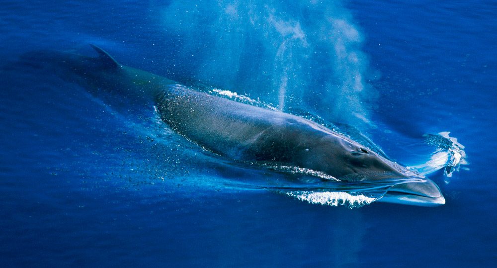 Ballena minke antártica