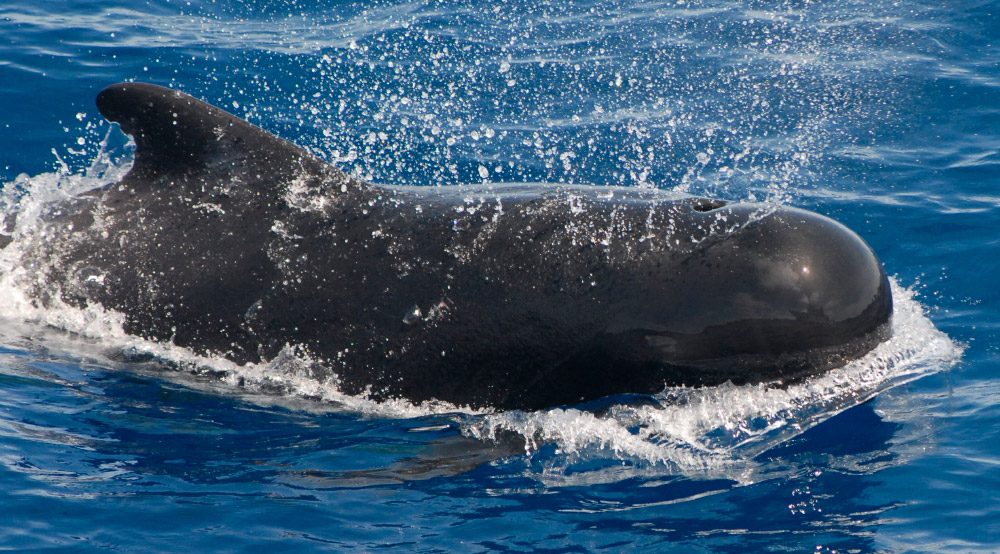 Ballena piloto