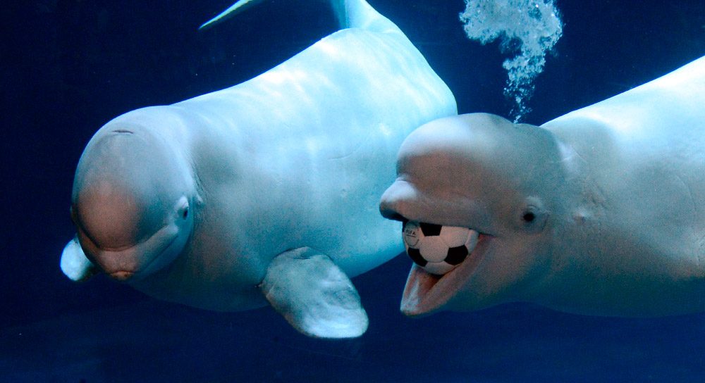 Ballenas beluga blancas