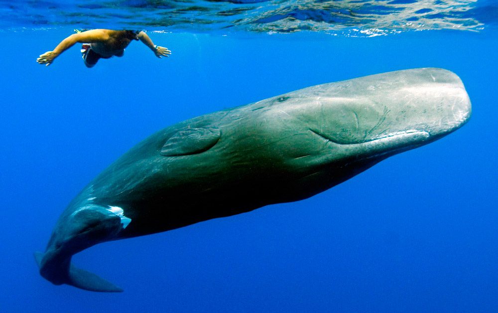 Ballenas nadando con humanos