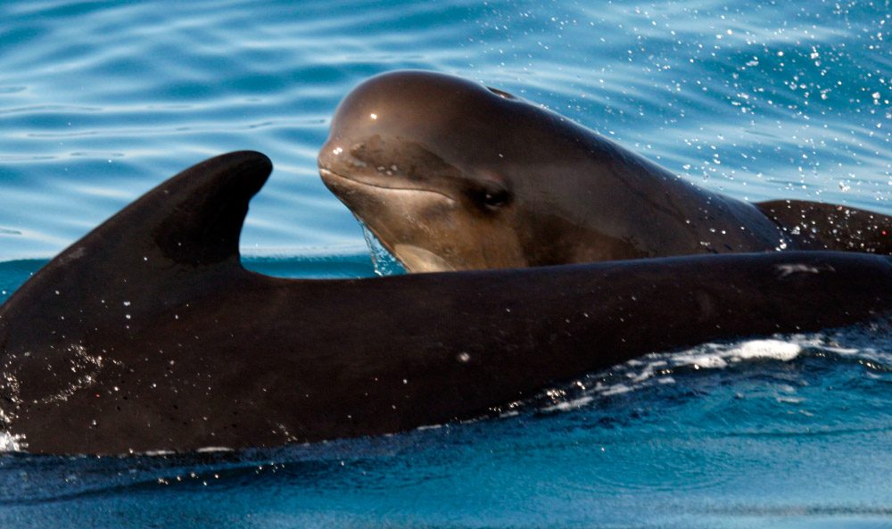 Ballenas piloto o calderones