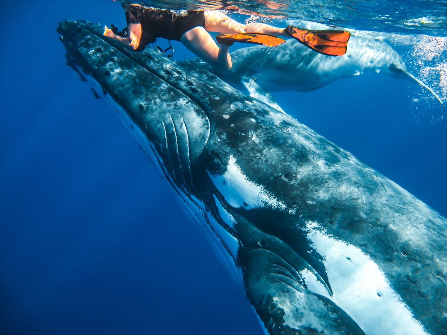 Buceador junto a una ballena