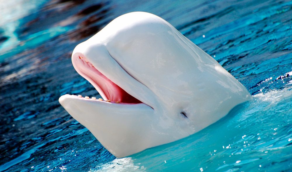 Cabeza de la ballena beluga