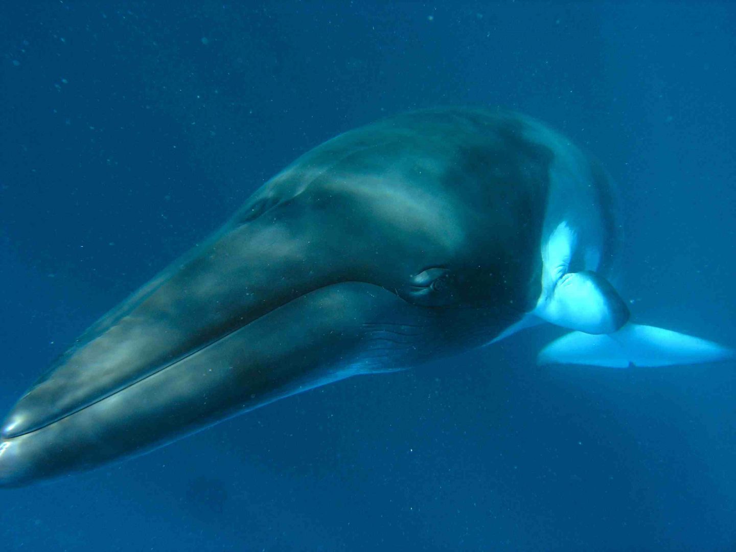 Cabeza de la ballena enana