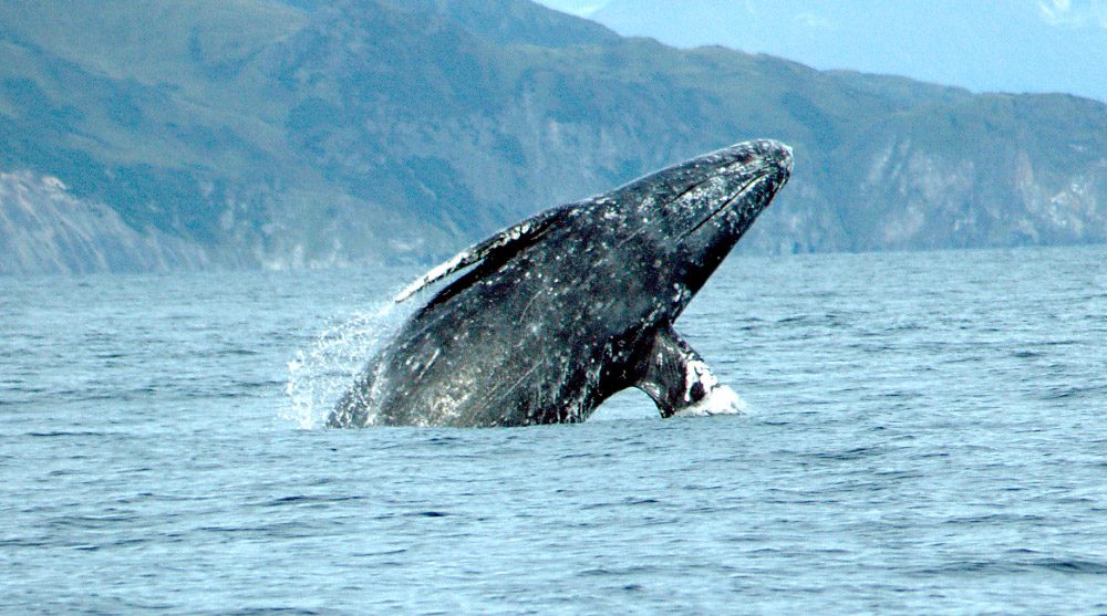 Características basicas de las ballenas