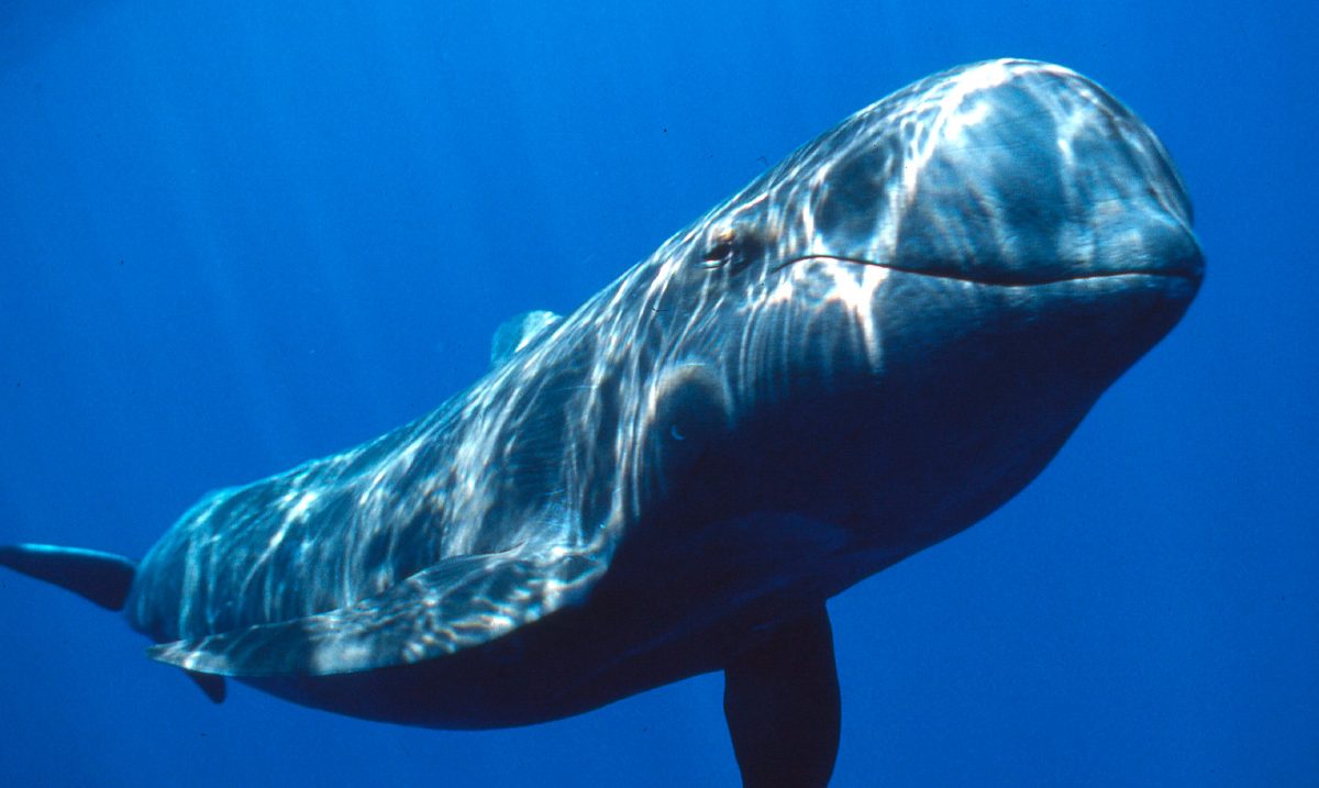 Características físicas de las ballenas