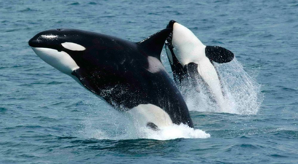 ¿Cuánto vive la orca?