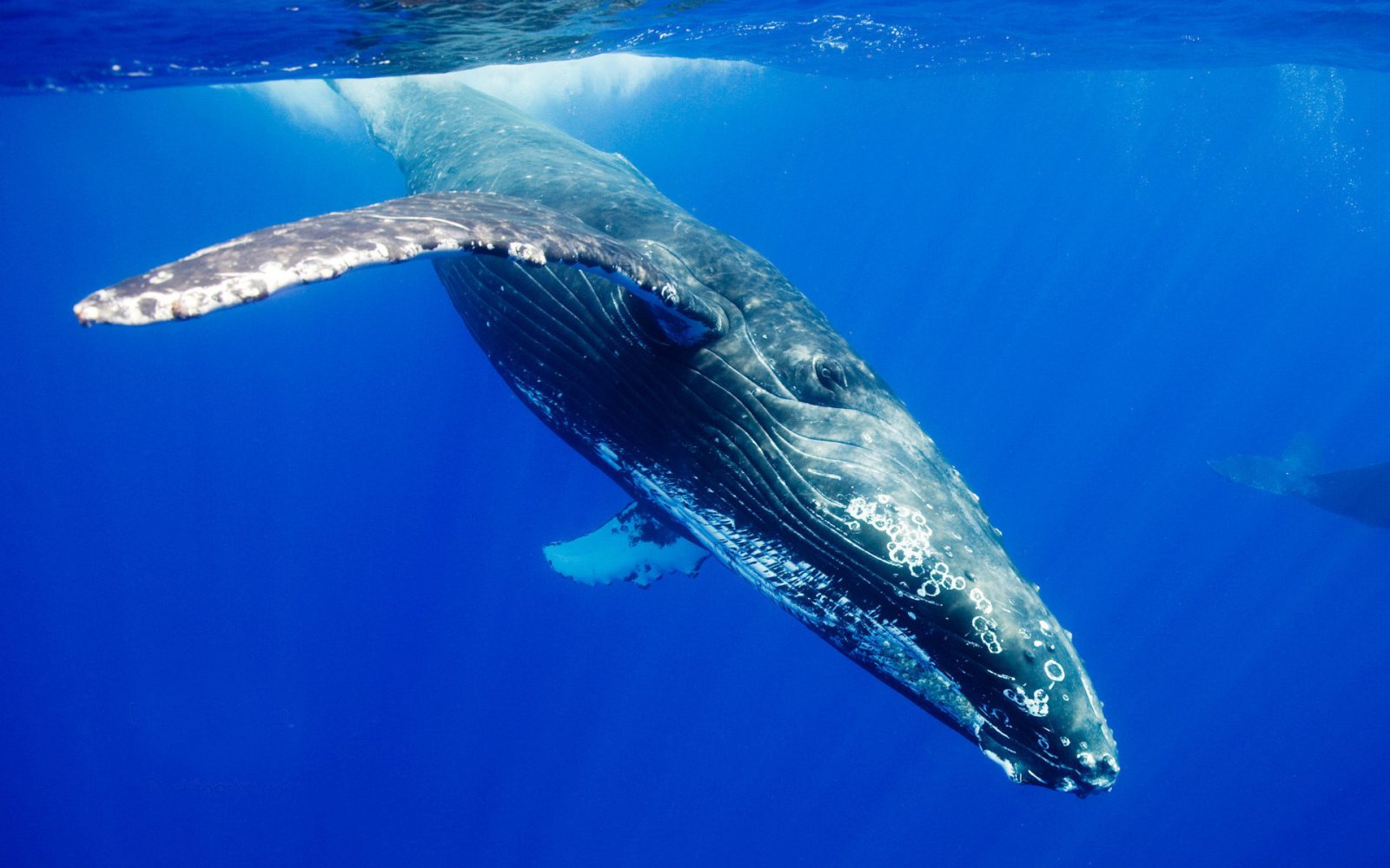 Cuerpo de la ballena yubarta