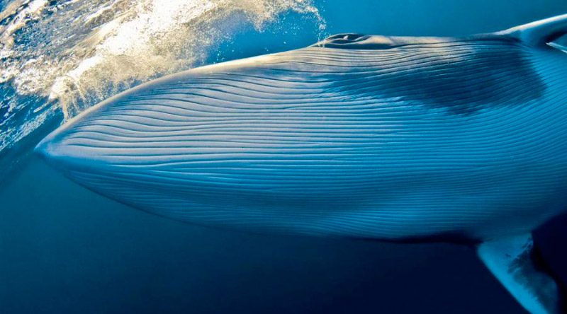 Curiosidades sobre ballenas azules