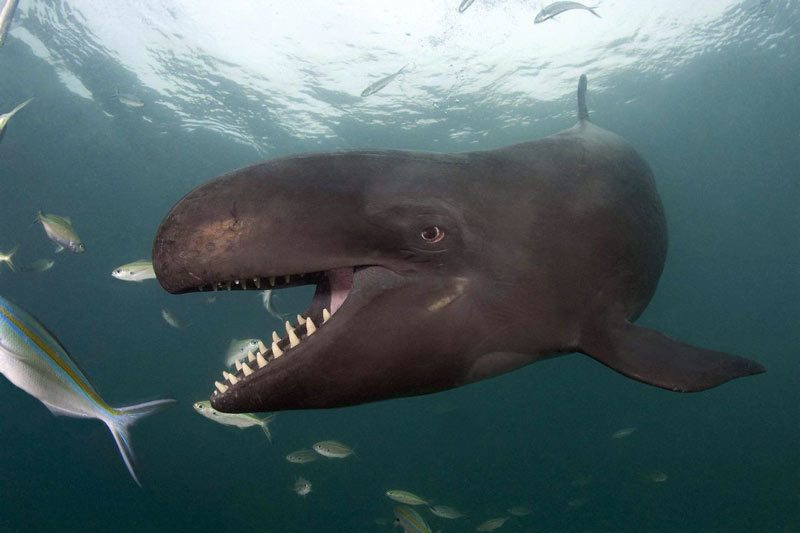 Falsa orca cazando peces