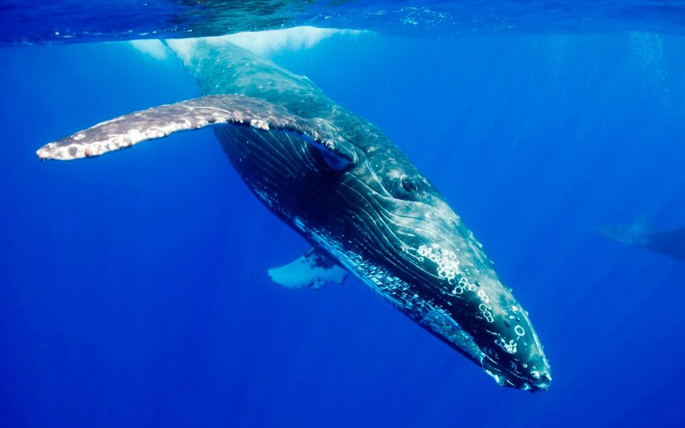 Foto de una ballena azul