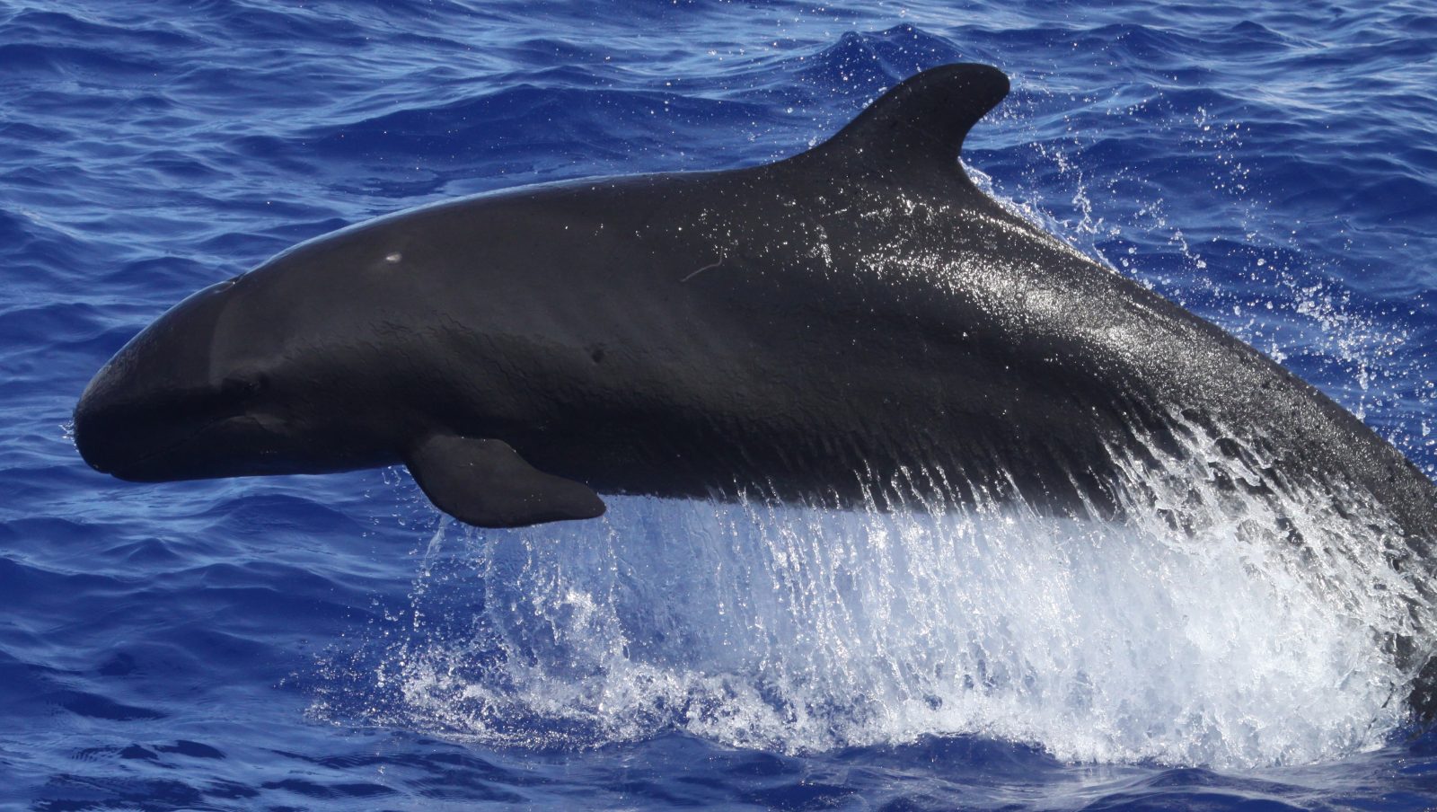Foto de una falsa orca