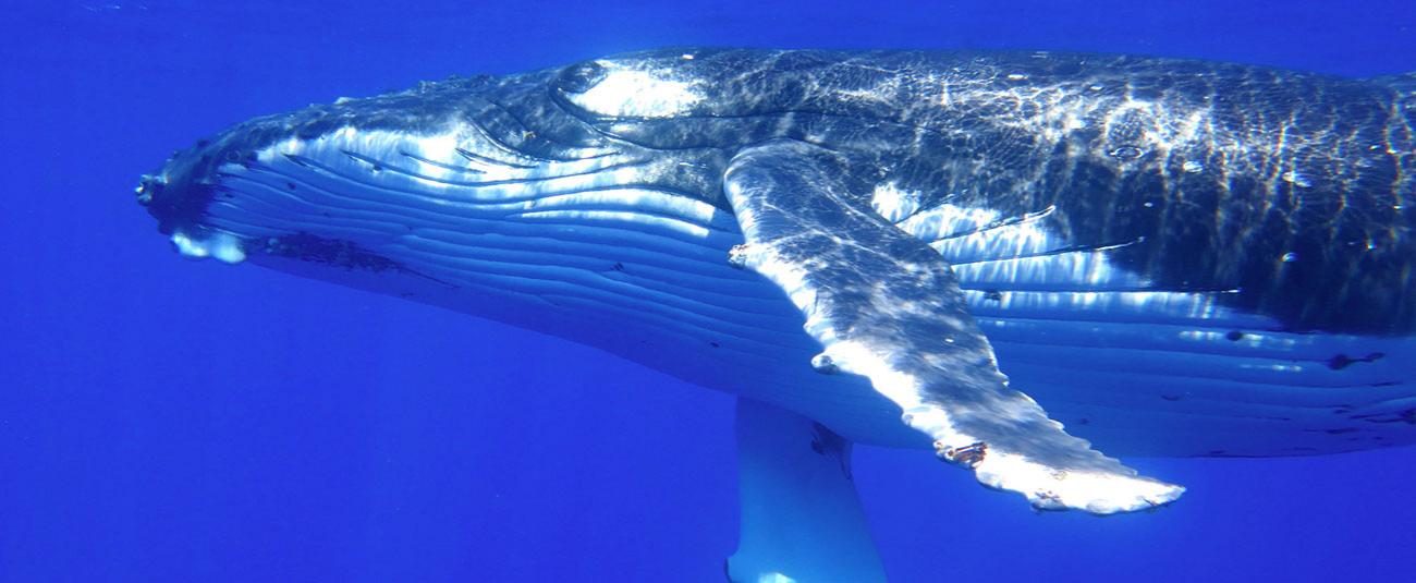 Foto HD de la ballena jorobada