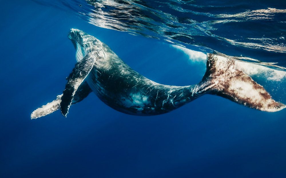 Fotos bonitas de ballenas