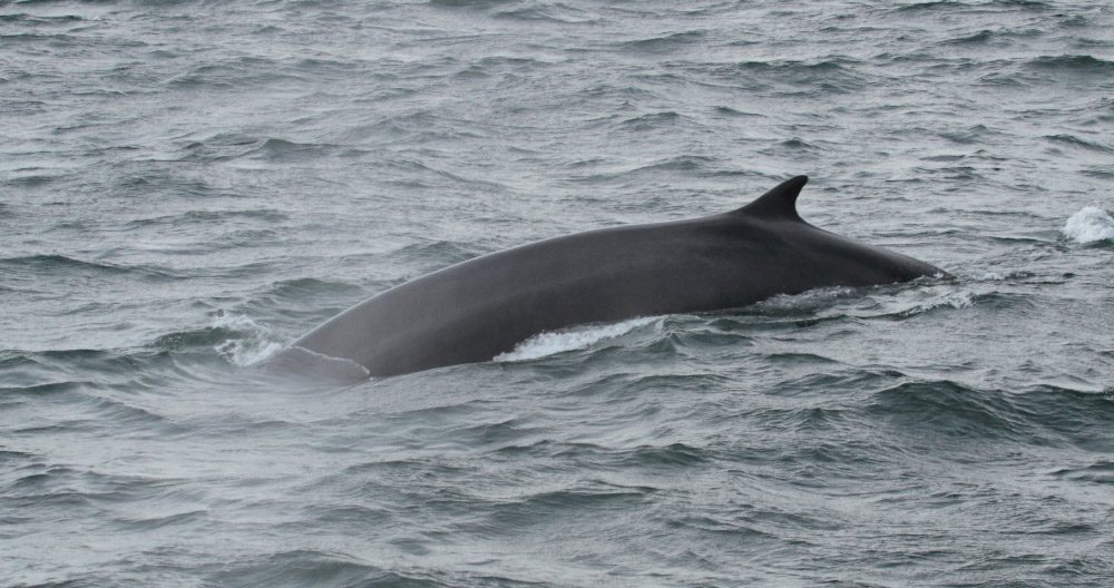 Fotos de aletas dorsales de las ballenas