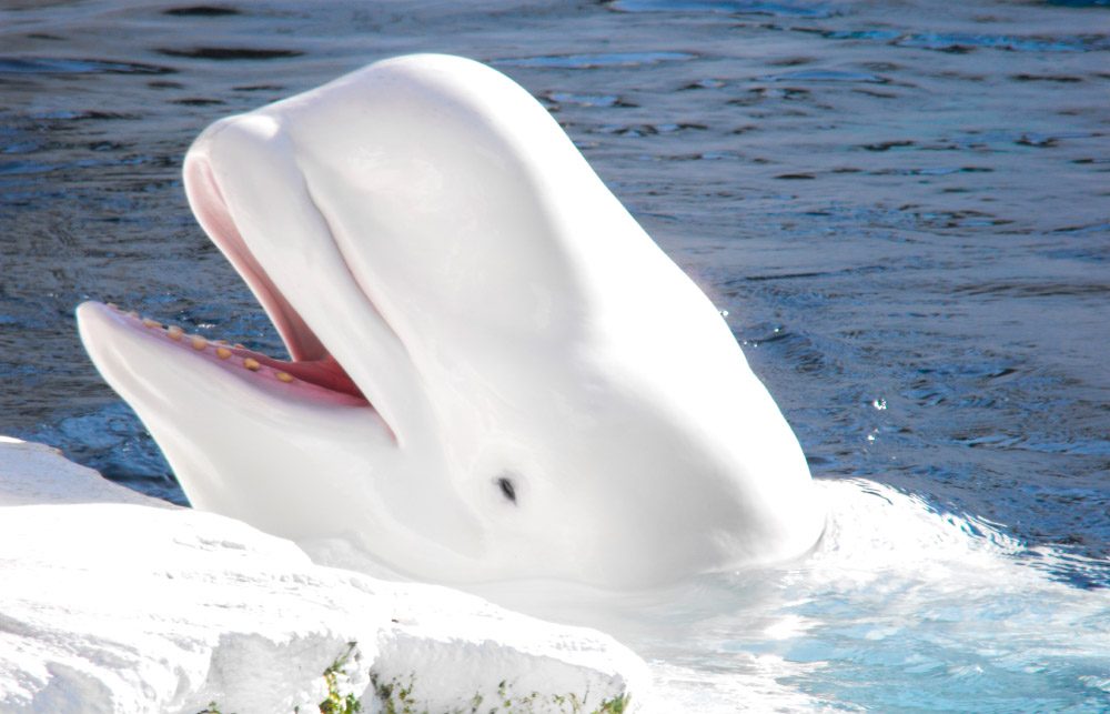 Fotos de ballenas beluga