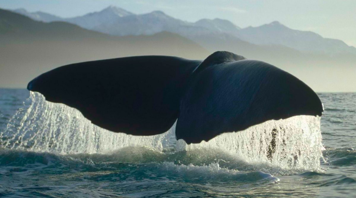 Fotos de ballenas en el océano