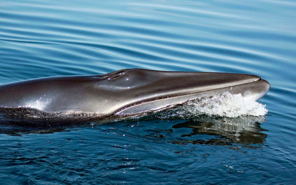 Fotos de ballenas enanas