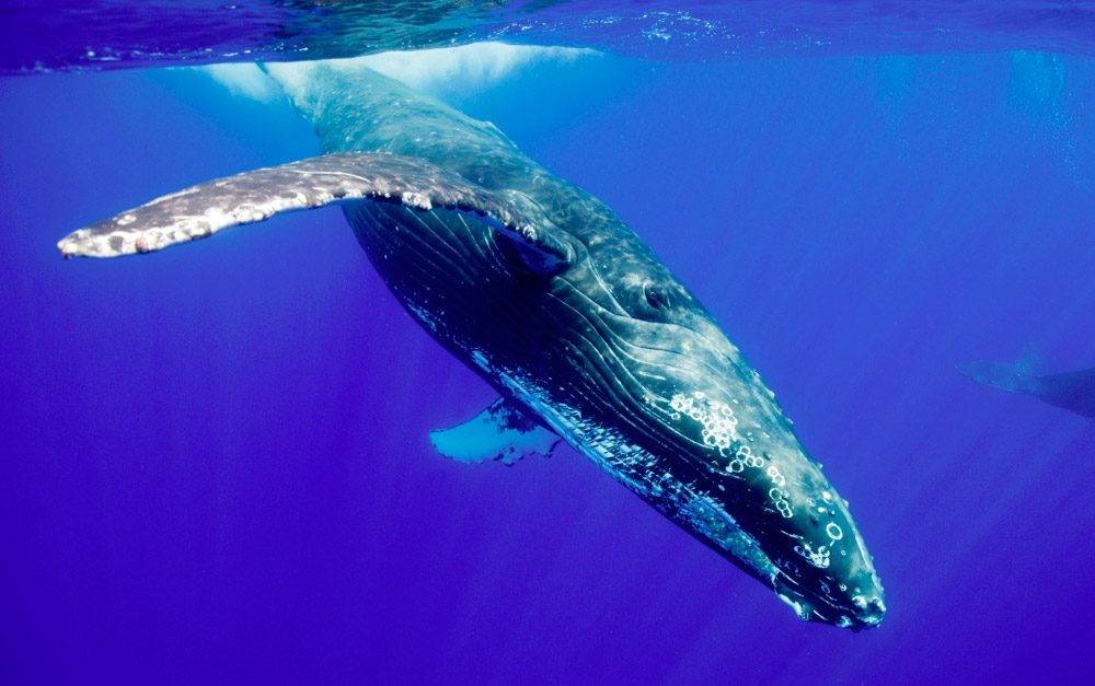 Fotos de ballenas yubarta