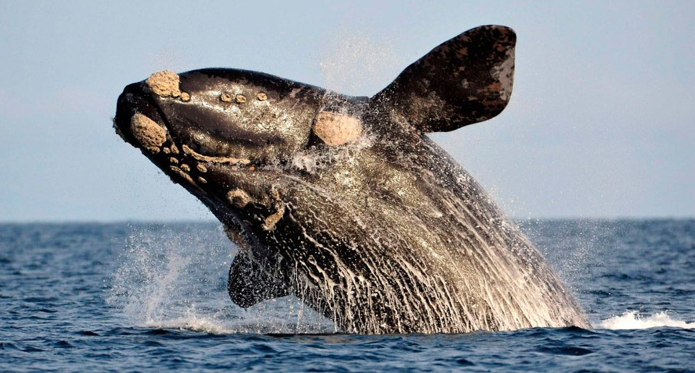 Fotos de la ballena franca austral