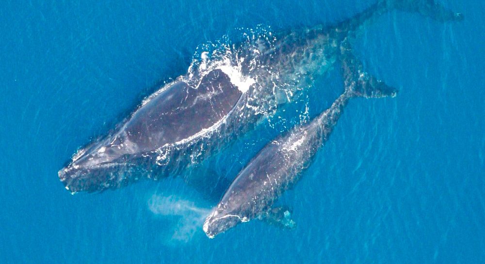 Fotos de la ballena franca glacial