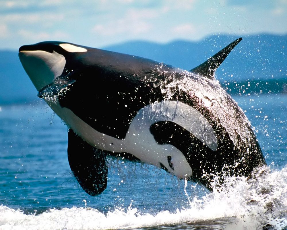 Fotos de orcas saltando