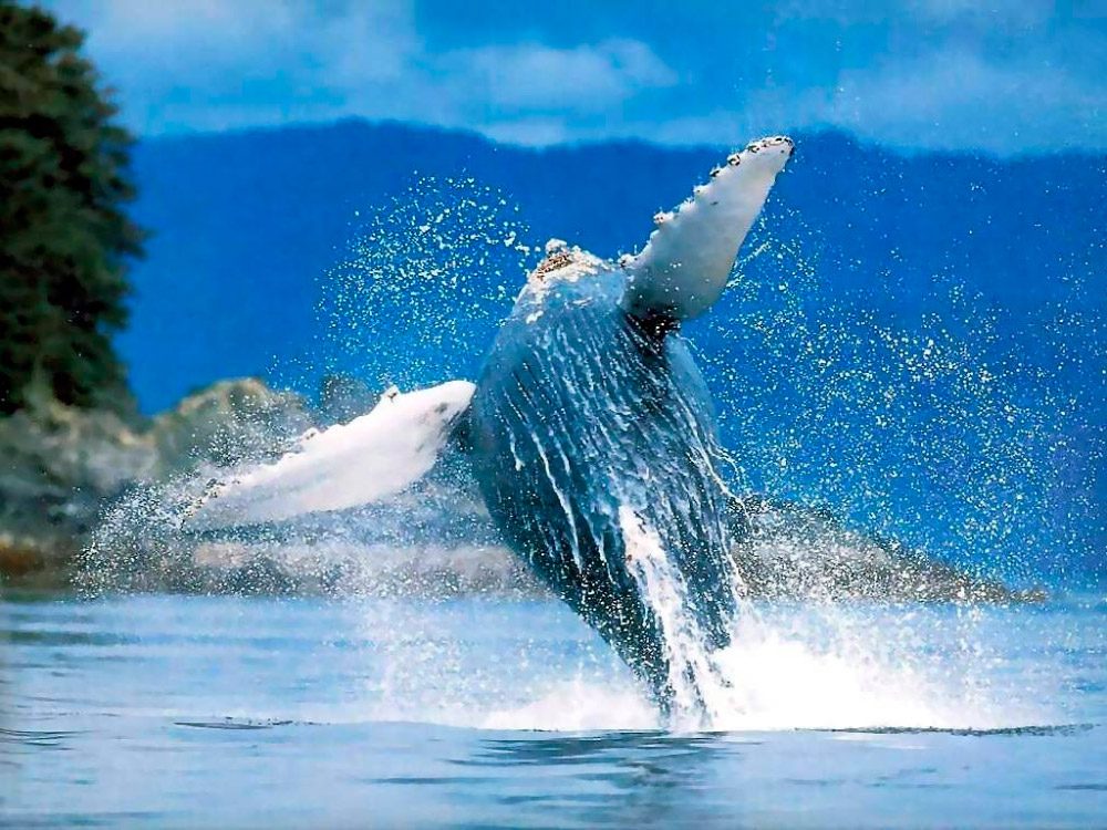 Fotos divertidas de ballenas