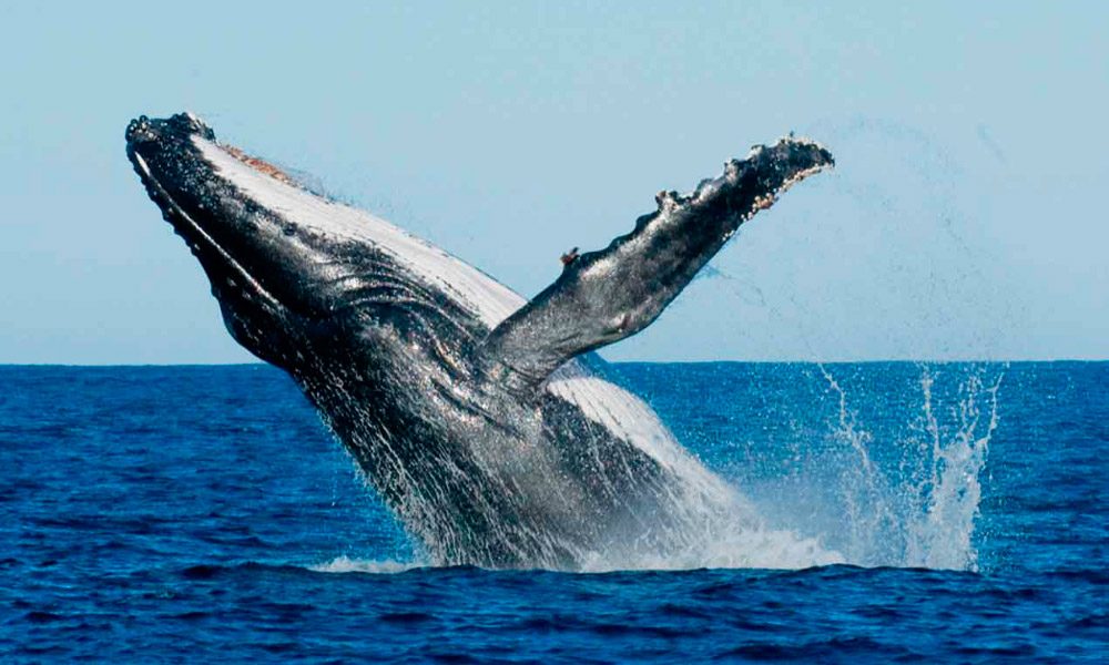 Fotos HD de ballenas