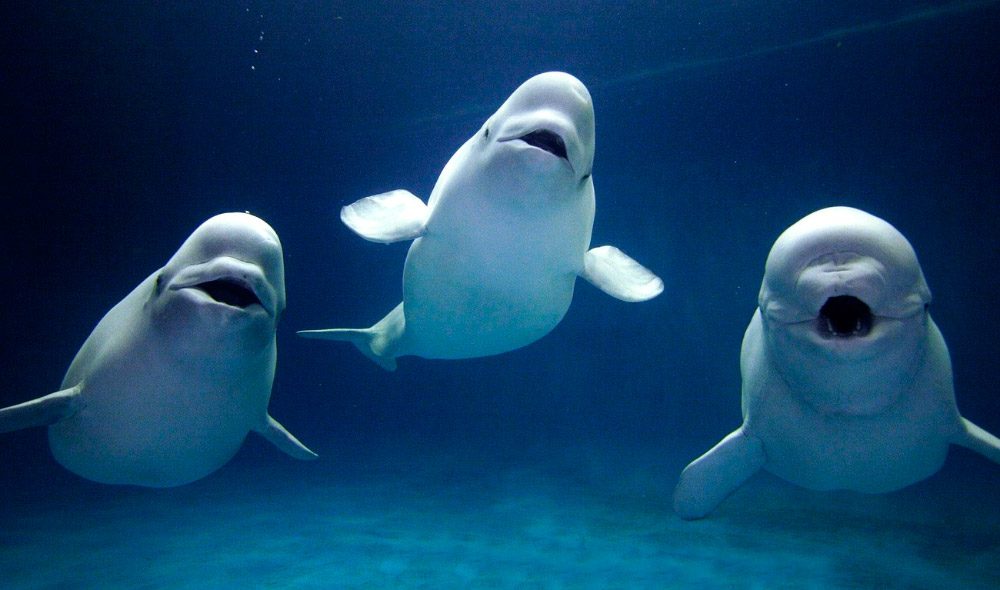 Grupo de ballenas beluga