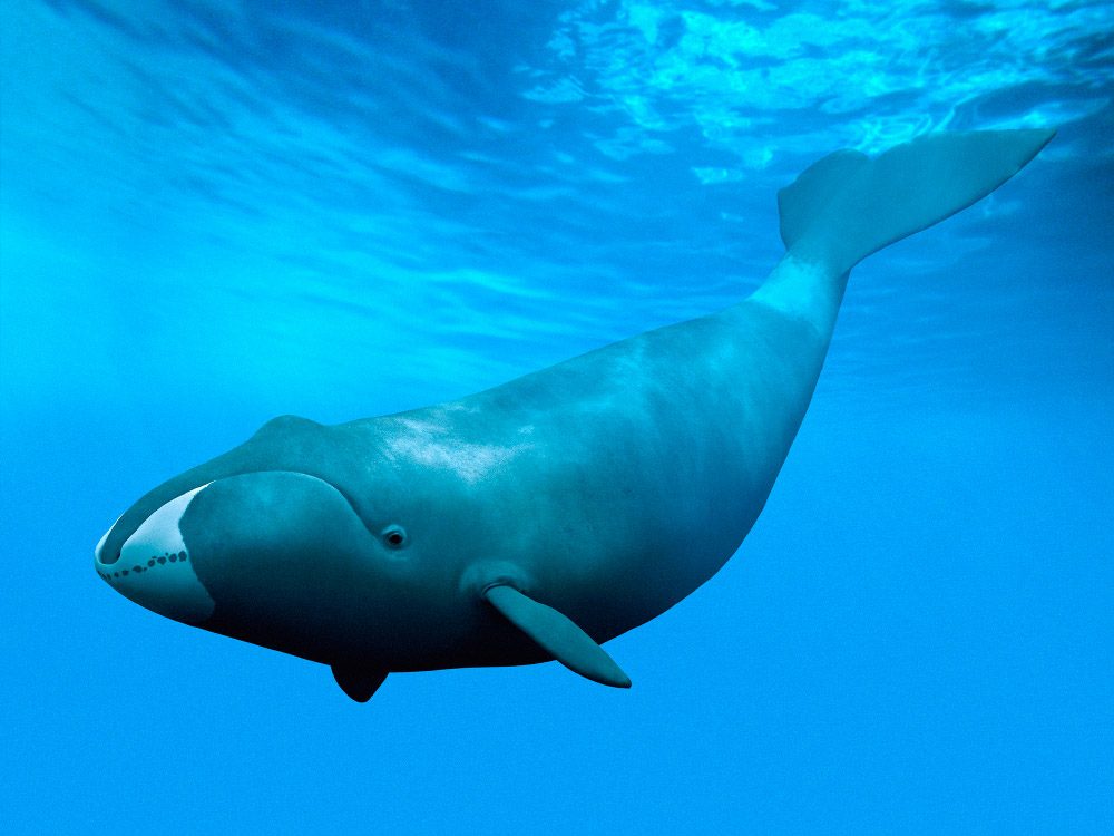 Imagenes 3D de ballenas