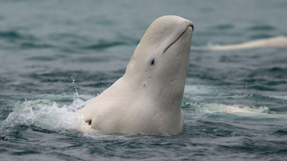Imagenes de ballenas beluga