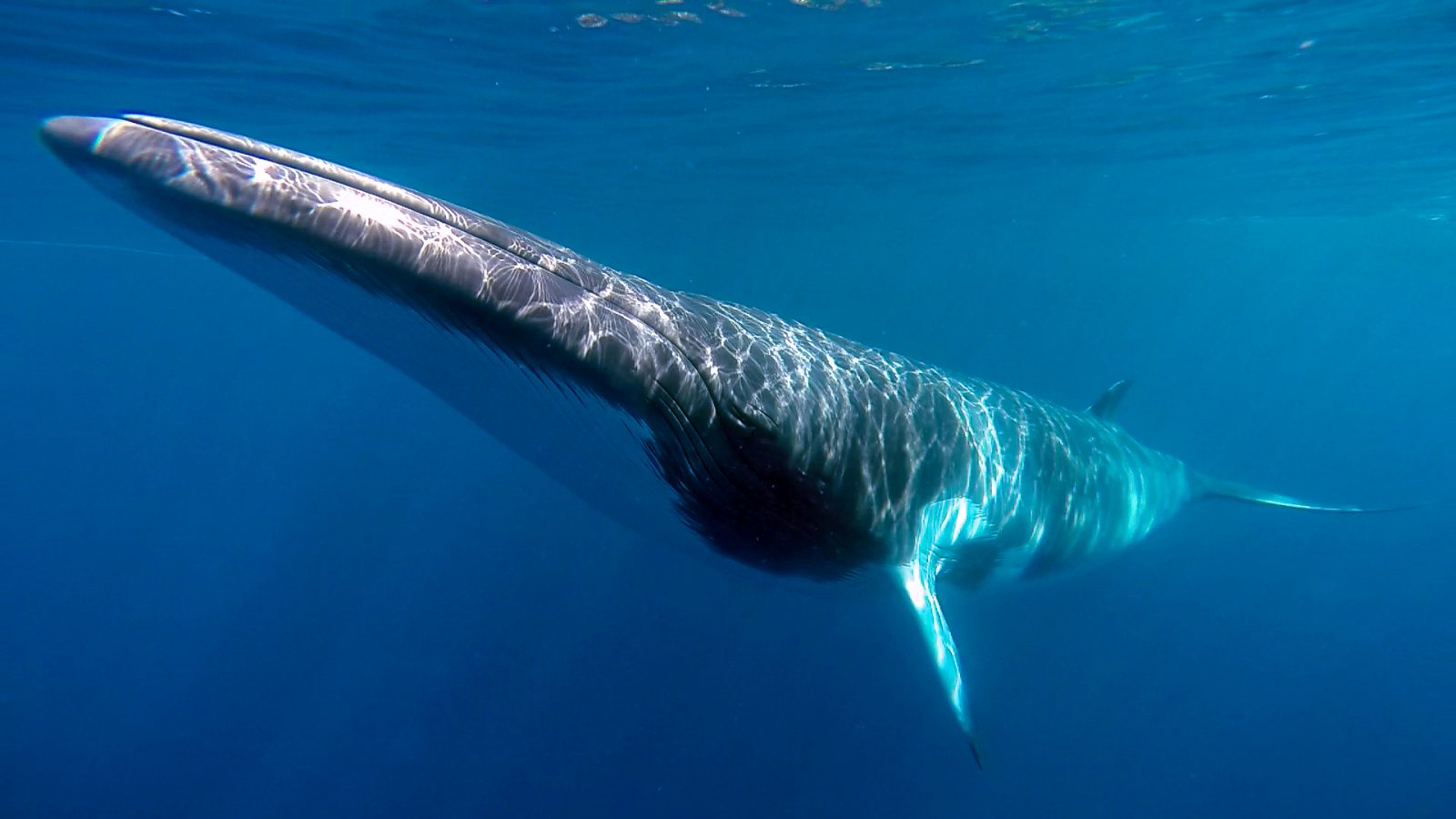 Imágenes de ballenas enanas