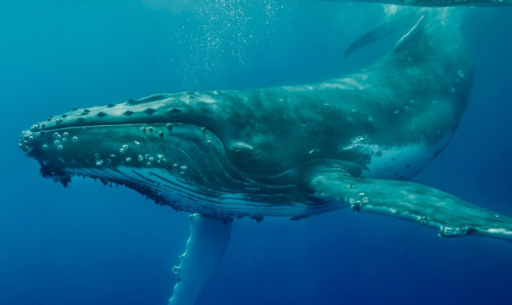 Imágenes de la ballena yubarta
