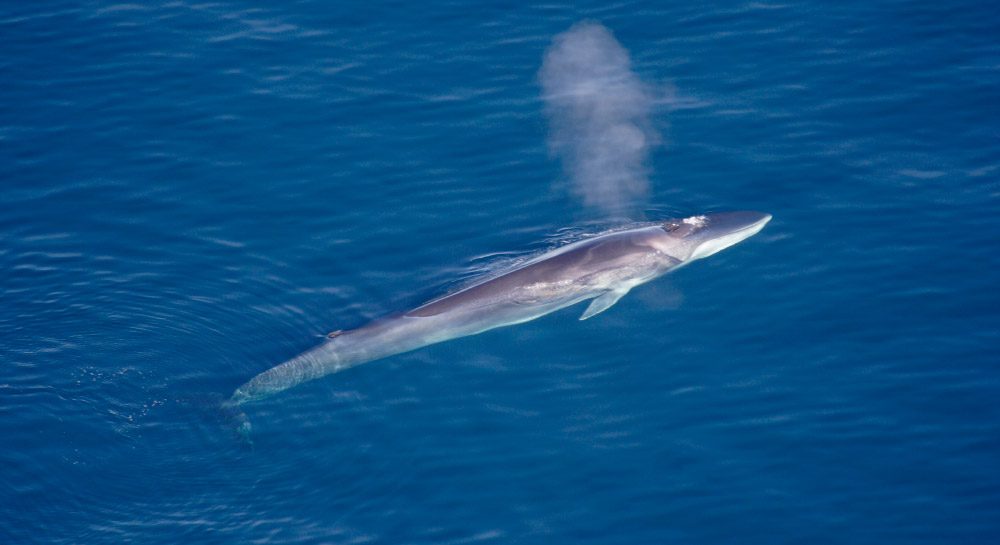 Información básica sobre las ballenas azules