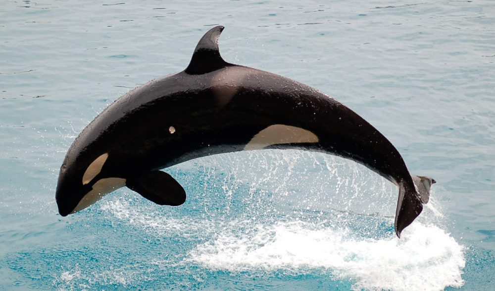 Información básica sobre las orcas asesinas