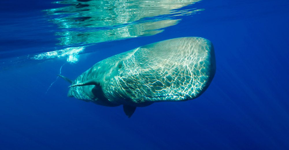 Las 5 ballenas más grandes del mundo