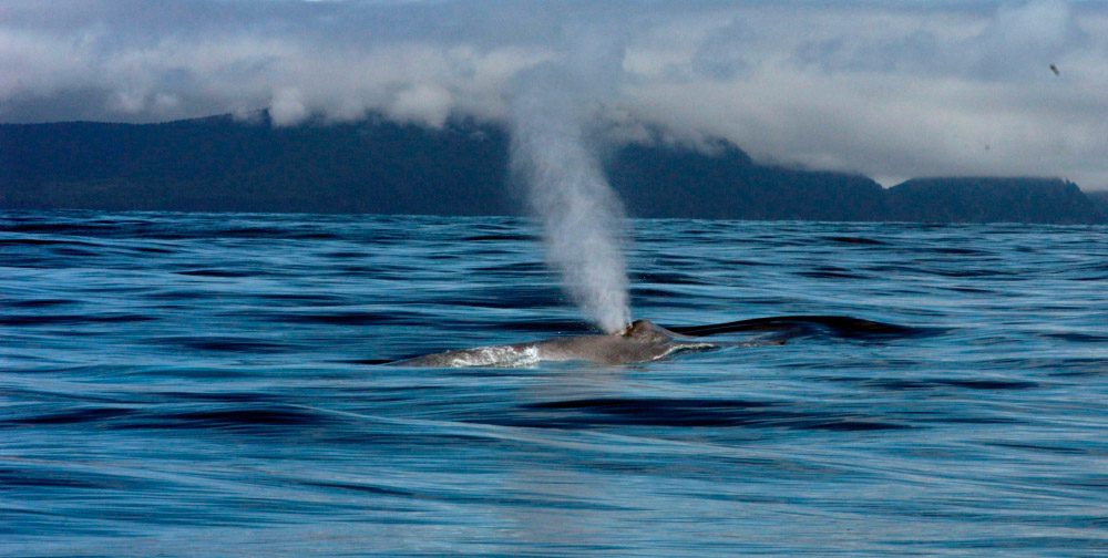 Medio y posición de la ballena azul