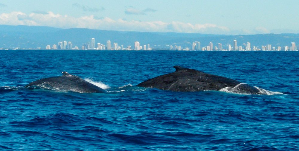 Migración de las ballenas