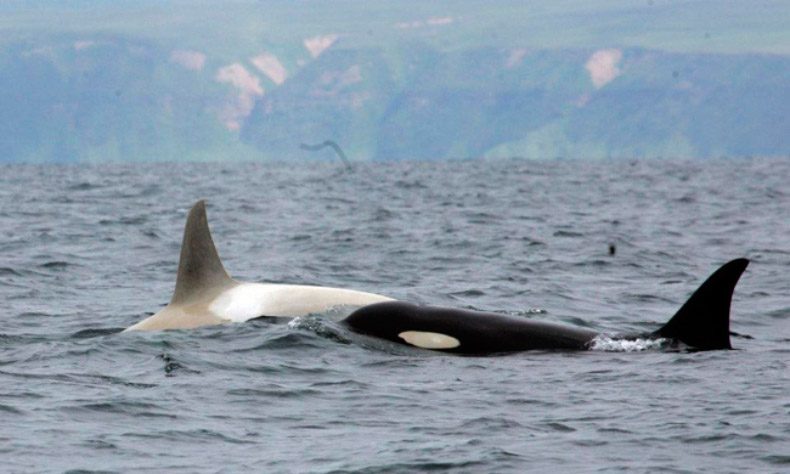 Orca Albina Iceberg