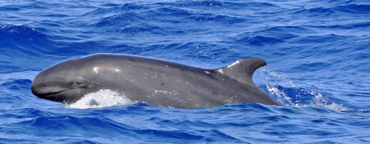 Pseudorca Crassidens o falsa orca