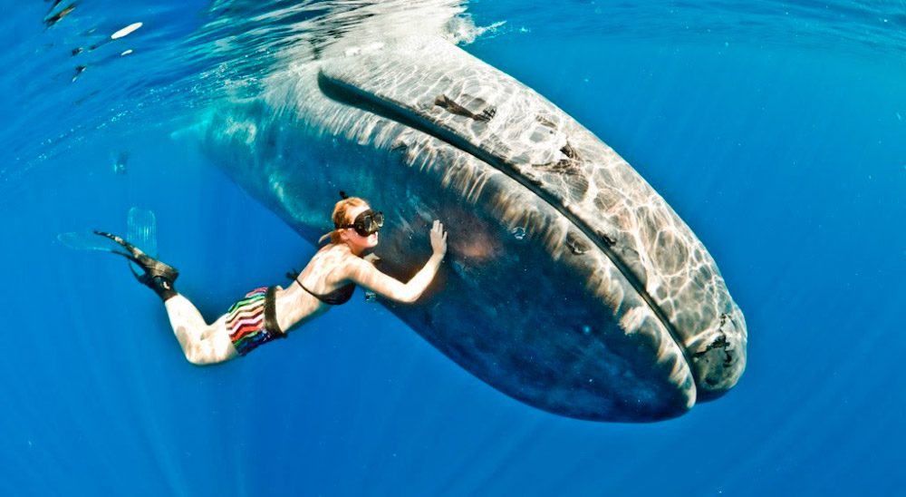Relación de los humanos y las ballenas
