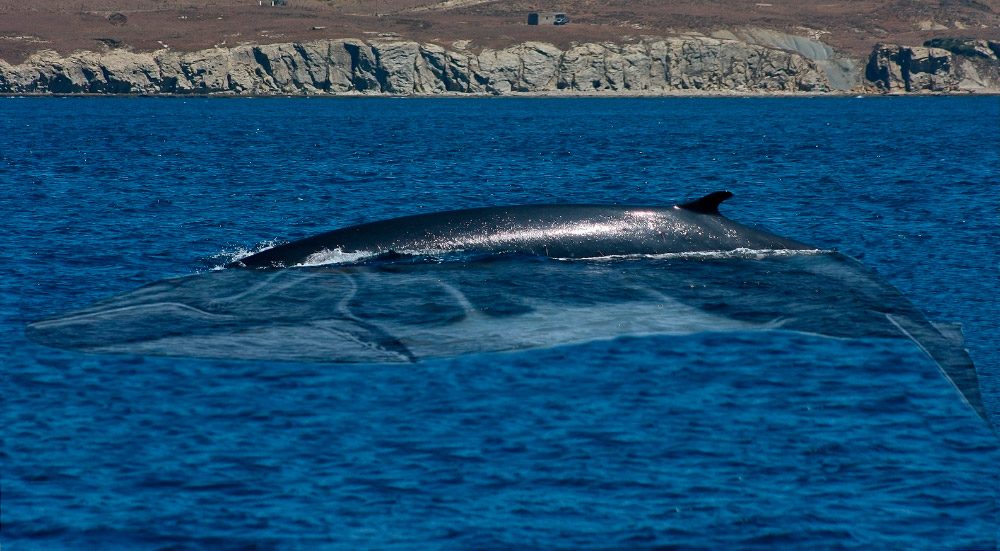 Rorcual común, top 5 ballenas más grandes del mundo