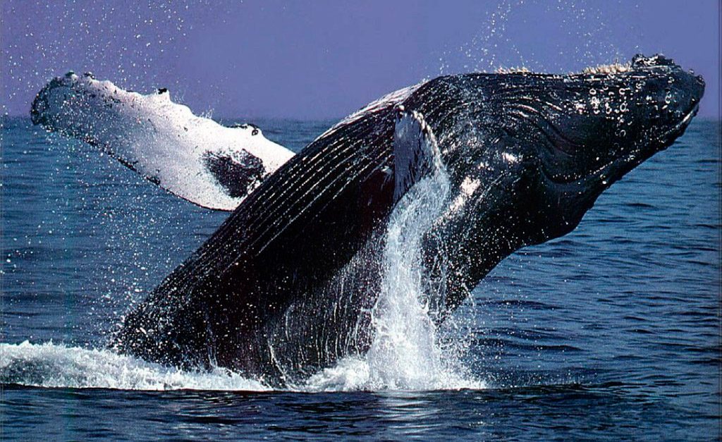 Tamaño de las ballenas