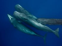 Actividad de acoplamiento de las ballenas