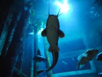 Acuario de Zaragoza