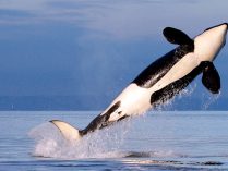 Agresividad de las orcas